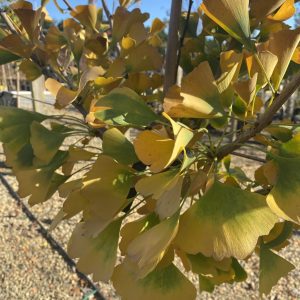 Ginkgo biloba 'Goldspire™' PPAF