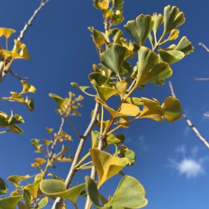 Ginkgo biloba 'Presidential Gold®'