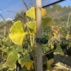 Ginkgo biloba 'Sky Tower'