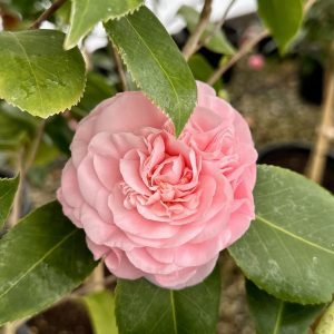 Camellia japonica 'Debutante'