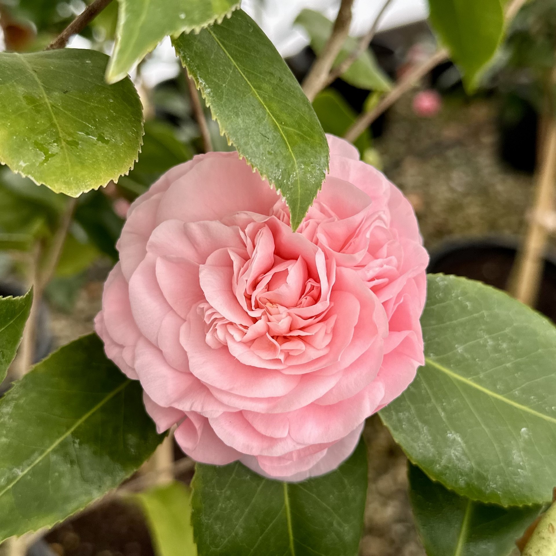 Camellia japonica 'Debutante' | Piedmont Carolina Nursery