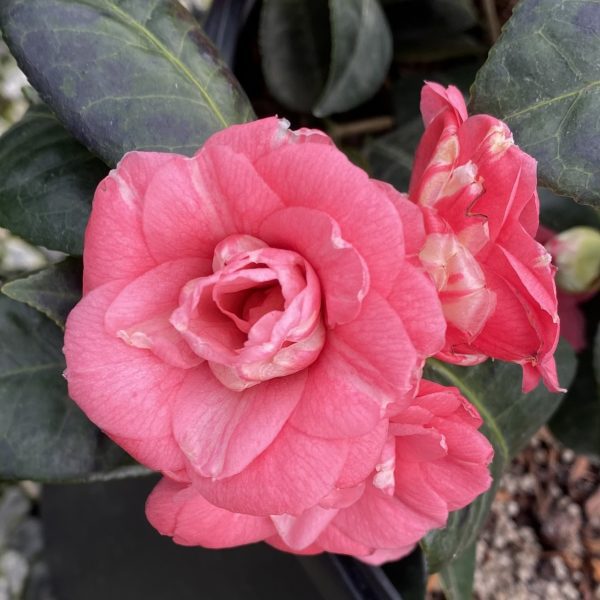 Camellia japonica 'April Kiss'