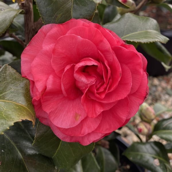 Camellia japonica 'Blue Ridge Sunset'