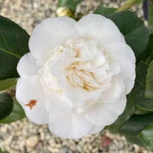 Camellia japonica 'White Debutante'