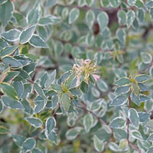 Close-up of variegated evergreen shrub with green leaves outlined in white and pinkish new growth at the center.