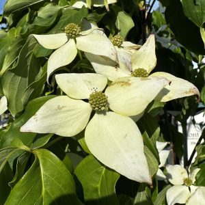 Cornus kousa 'Galzam' Galilean®