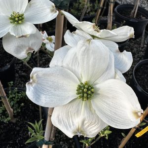 Cornus florida 'Super Princess'