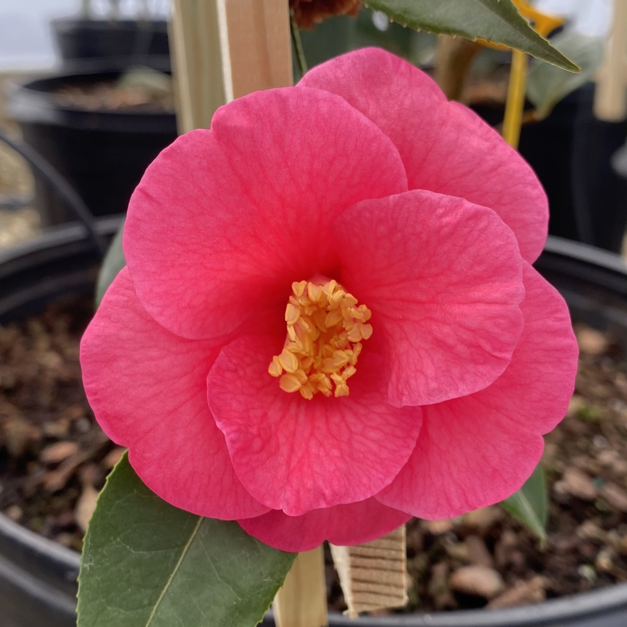 Camellia x 'Crimson Candles'