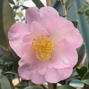 Camellia sasanqua 'Londontowne Blush'