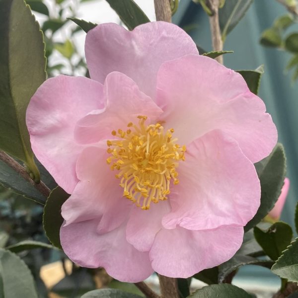 Camellia sasanqua 'Londontowne Blush'