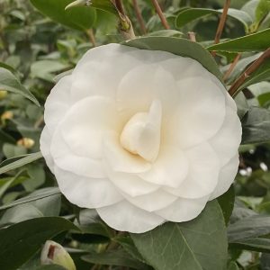 Camellia japonica 'Nuccio's Gem'