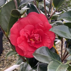Camellia japonica 'Rosehill Red'
