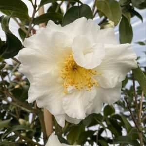 Camellia japonica 'Silver Waves'