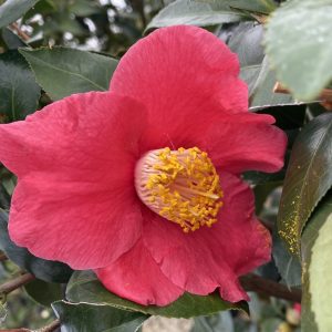 Camellia japonica 'Spring's Promise'