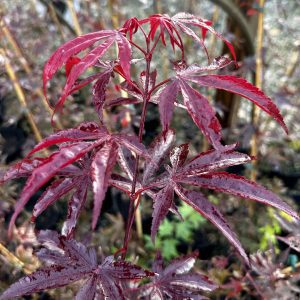 Acer palmatum 'Fireglow'