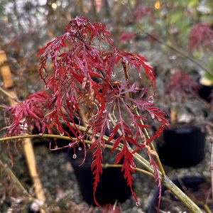 Acer palmatum dissectum 'Garnet'
