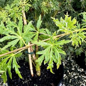 Acer palmatum dissectum 'Seiryu'