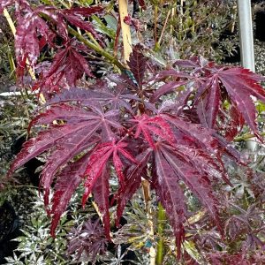 Acer palmatum 'Sumi-Nagashi'