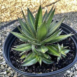 Agave lophantha 'Splendida'