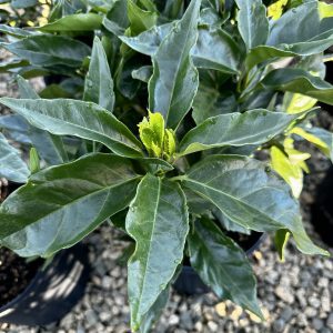 Aucuba japonica