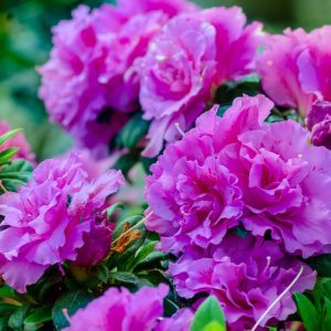 Rhododendron 'Roblezd' PP32967 Encore® Azalea Autumn Majesty®