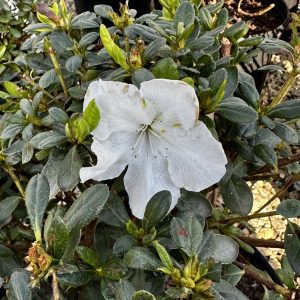 Azalea hybrida 'Girard's Pleasant White'