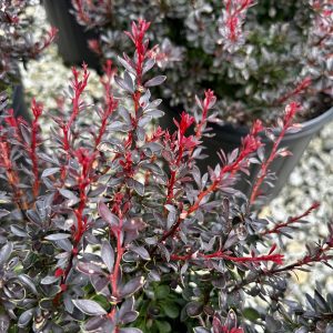Berberis thunbergii 'Pygruzam' Pygmy Ruby™