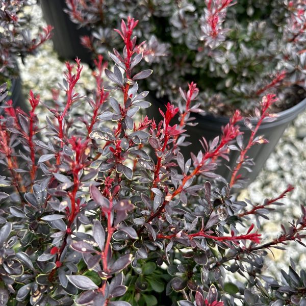 Berberis thunbergii 'Pygruzam' Pygmy Ruby™