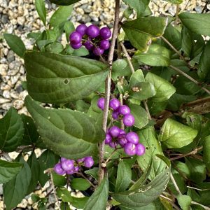 Callicarpa dichotoma 'Early Amethyst'