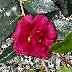 Camellia sasanqua 'TDN1116' Hot Flash™ PP14213