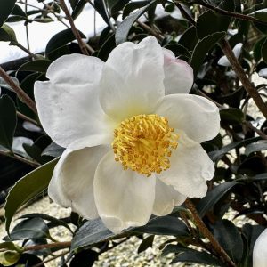 Camellia x 'Survivor'