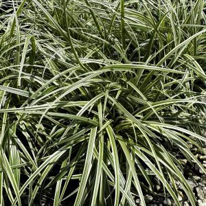 Carex 'Silver Sceptre'