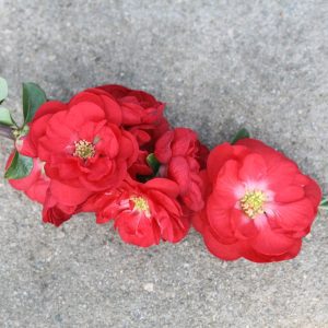 Chaenomeles speciosa Double Take® Scarlet PP20951