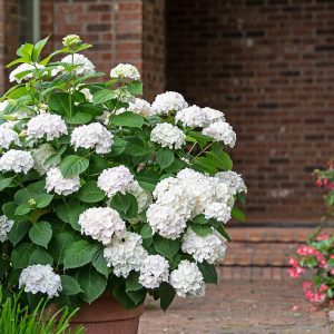 Hydrangea macrophylla Endless Summer® 'Blushing Bride' PP17169