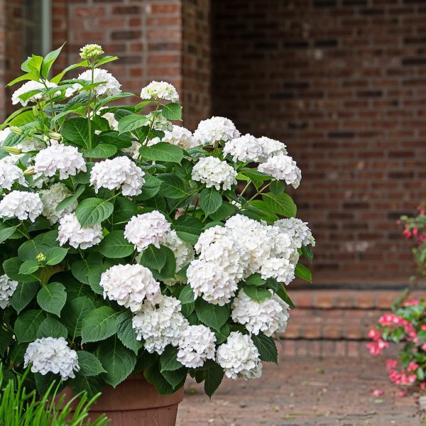 Hydrangea macrophylla Endless Summer® 'Blushing Bride' PP17169