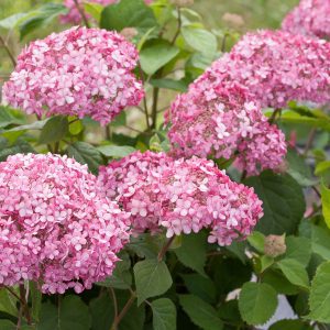 Hydrangea arborescens 'NCHA2' Invincibelle® Spirit II PP28316