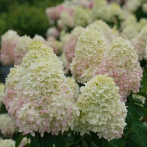 Hydrangea paniculata 'SMNHPPH' Limelight Prime® PP32511