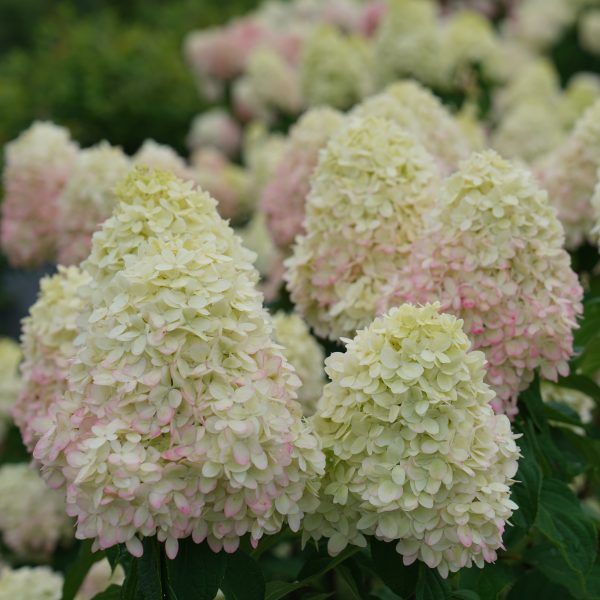 Hydrangea paniculata 'SMNHPPH' Limelight Prime® PP32511