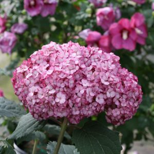 Hydrangea arborescens 'NCHA7' Invincibelle Mini Mauvette® PP30358