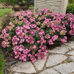 Hydrangea macrophylla 'Bailmacsix' Pop Star® PP33703