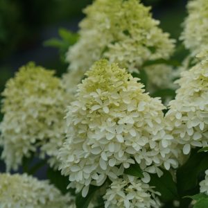 Hydrangea paniculata 'SMNHPM' Quick Fire Fab® PP32513