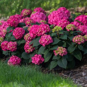 Hydrangea macrophylla 'Bailmacfive' Summer Crush® PP30359