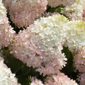 Hydrangea paniculata 'Pan1782hydr' Sweet Starlight™ PPAF