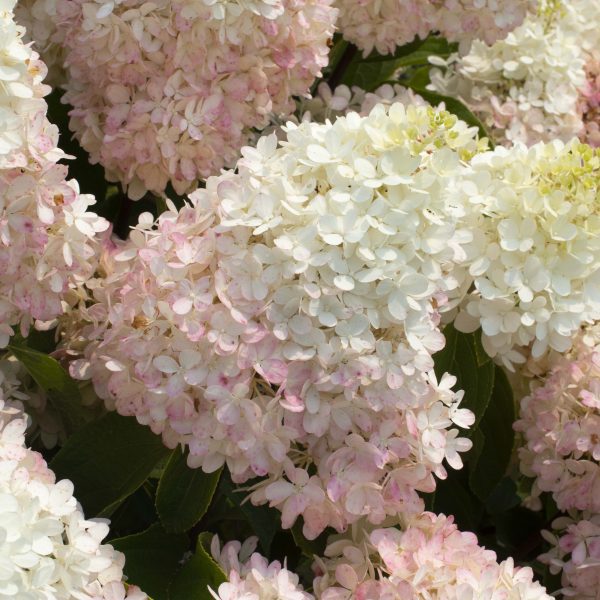 Hydrangea paniculata 'Pan1782hydr' Sweet Starlight™ PPAF