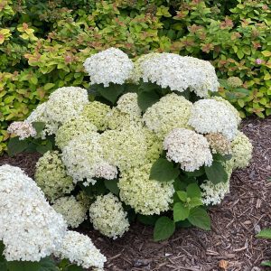 Hydrangea arborescens 'NCHA5' Invincibelle Wee White® PP30296