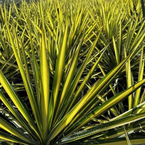 Yucca filamentosa 'Color Guard'