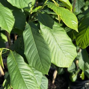Asimina triloba
