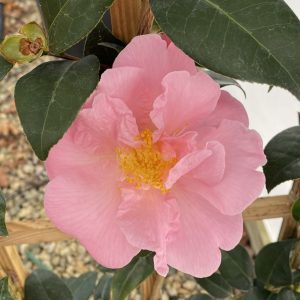 Camellia x 'Arctic Dawn'