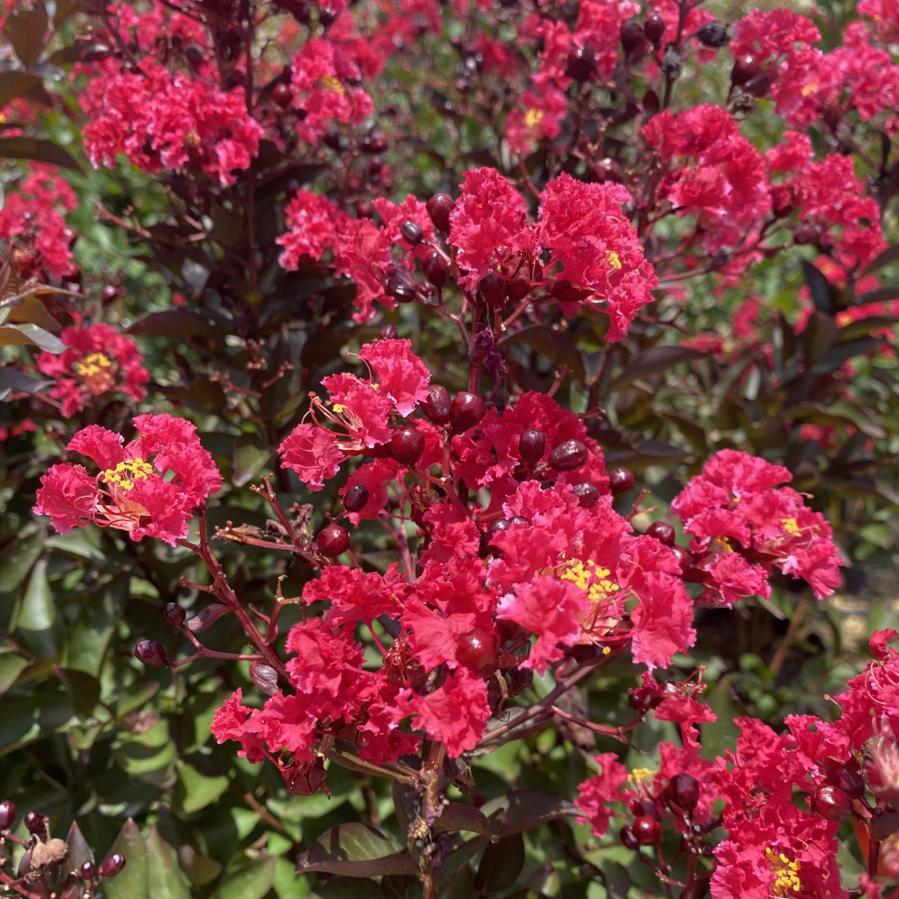 Lagerstroemia indica 'Whit X' Double Dynamite® PP27085