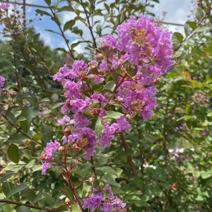 Lagerstroemia indica 'Twilight'